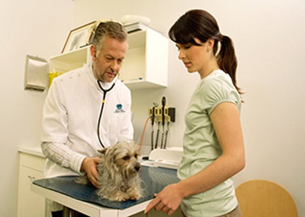 Những nghề thú vị nhất khối A - nghề bác sĩ thú y