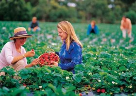 Hành nghề sư phạm lương 20 triệu hay đi xuất khẩu lao động Úc?